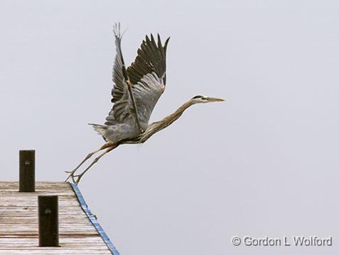 Heron Taking Flight_24426.jpg - Great Blue Heron (Ardea herodias) photographed along the Rideau Canal Waterway near Crosby, Ontario, Canada.